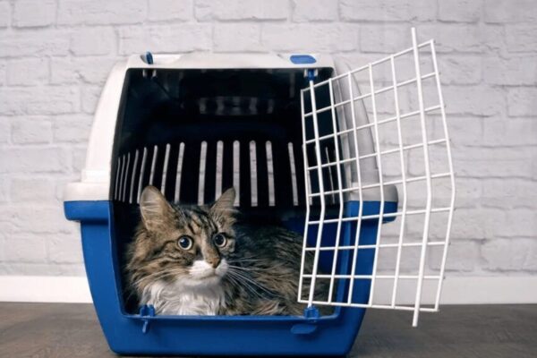 Transportery dla kotów - podpowiadamy, jak je wybrać.