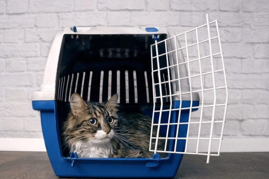 Transportery dla kotów - podpowiadamy, jak je wybrać.