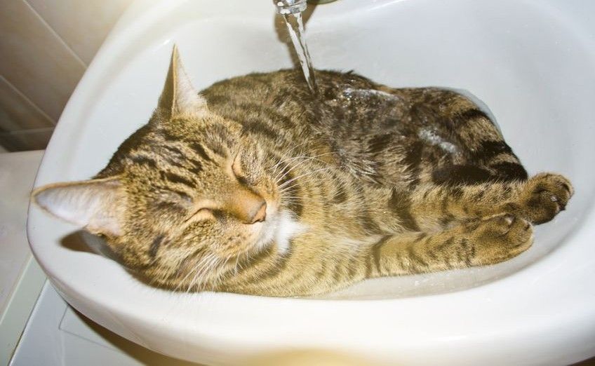 codzienność z kotem