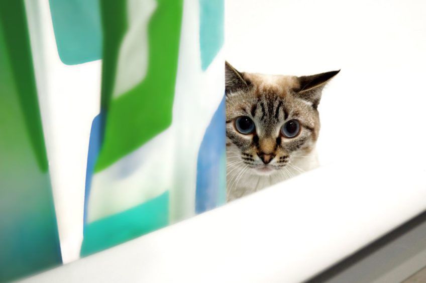 dlaczego kot załatwia się do wanny