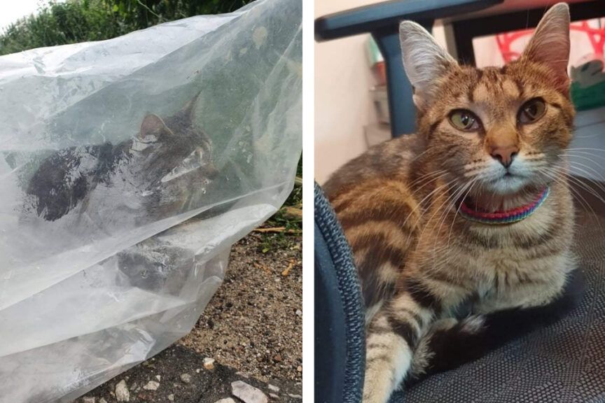 Włożył kotkę do worka i wyrzucił z samochodu