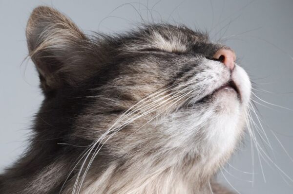 kot wącha powietrze