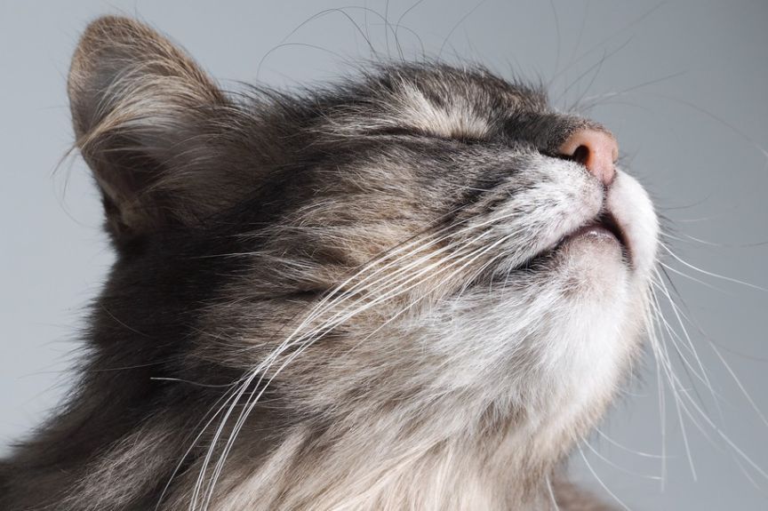 kot wącha powietrze