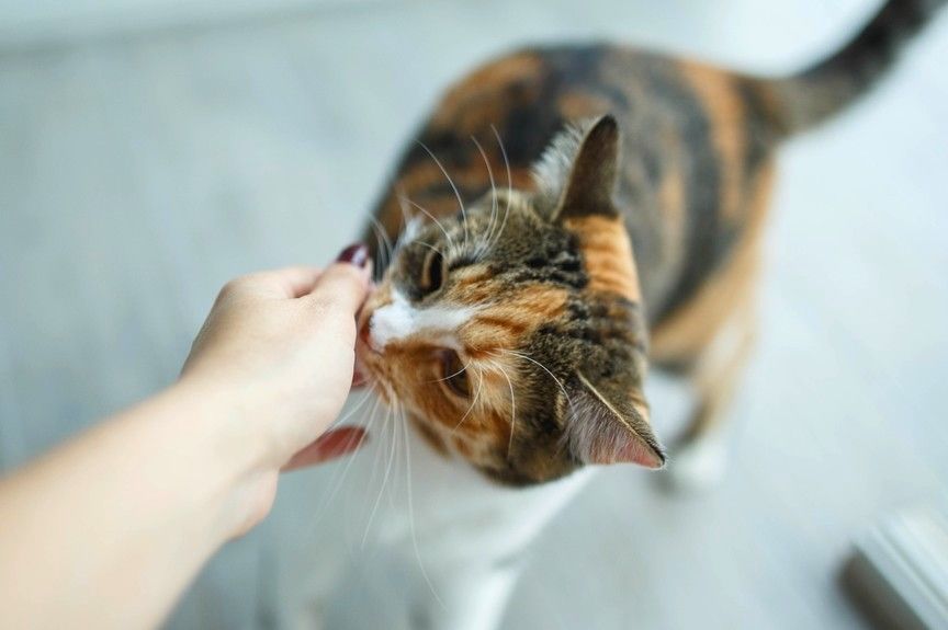 jak zaprzyjaźnić się z obcym kotem