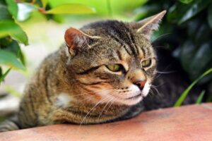 rośliny odstraszające koty