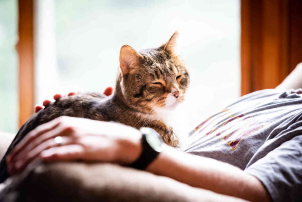 kot wchodzi ci na kolana