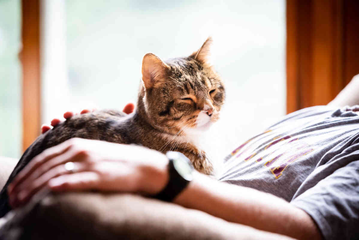 kot wchodzi ci na kolana