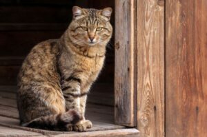 karmione koty na wsi