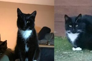 Padfoot - kot, który włamał się do więzienia.