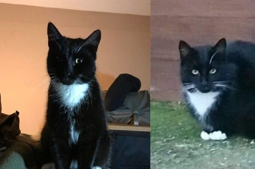 Padfoot - kot, który włamał się do więzienia.