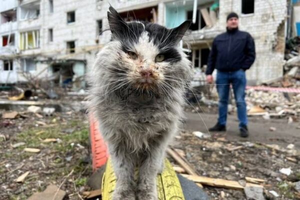 historie kotów które przeżyły wojnę