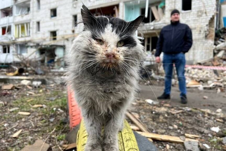 historie kotów które przeżyły wojnę