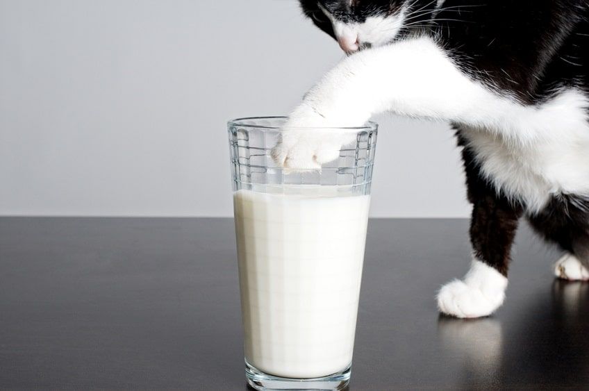 kot woli mleko-min.jpg