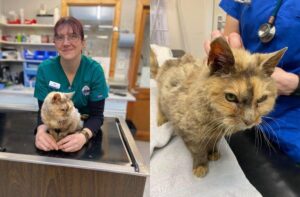 kot wrócił po 17 latach