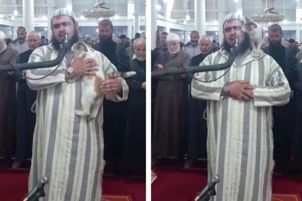 kot wskoczył na imama