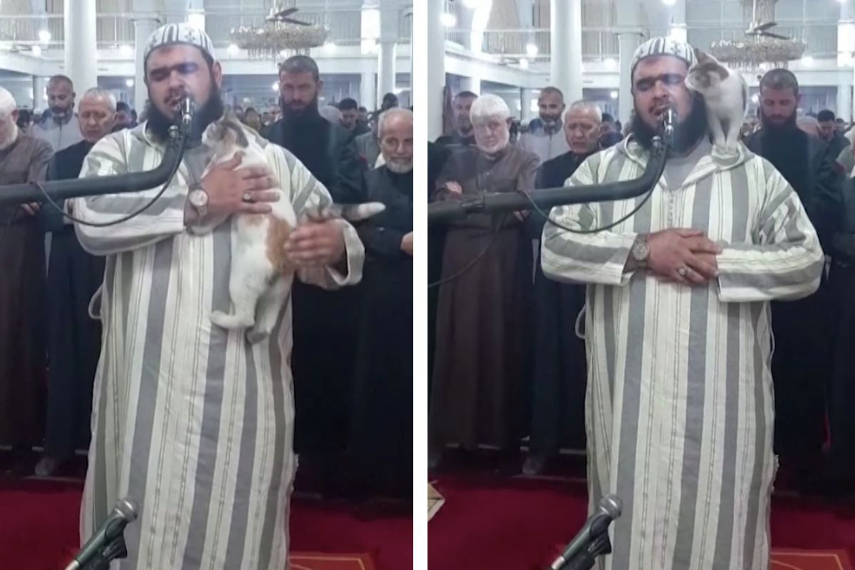 kot wskoczył na imama