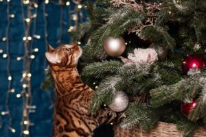 co kot musi zrobić w święta