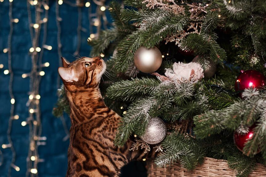 co kot musi zrobić w święta