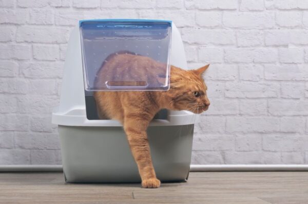 skąd kot wie jak korzystać z kuwety