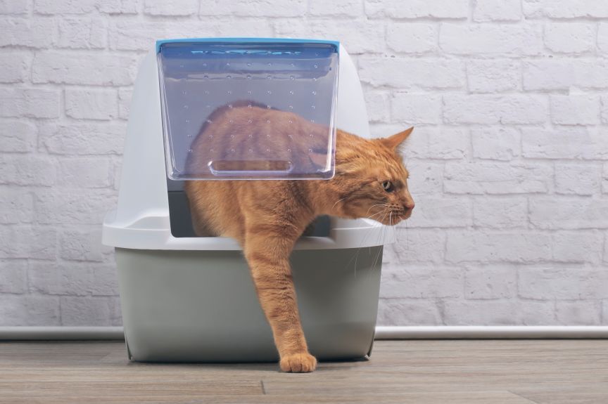 skąd kot wie jak korzystać z kuwety