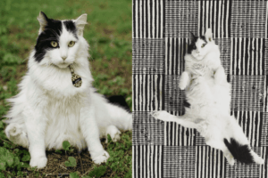 kot z piecioma nogami