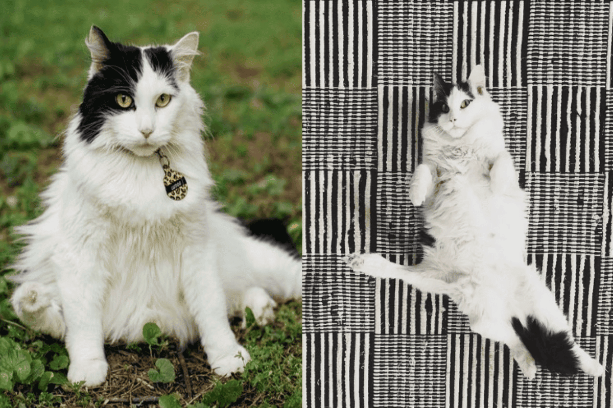 kot z piecioma nogami