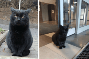 nie żyje kot z Polibudy