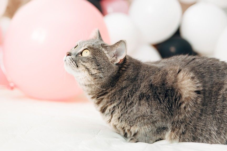 dzielić się z kotem