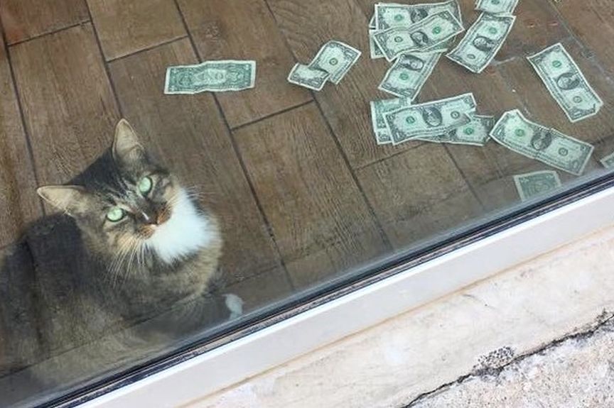 cashnip kitty
