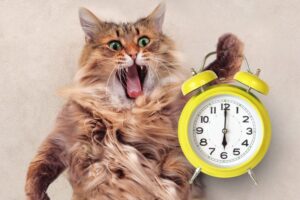 koty nie mają na nic czasu