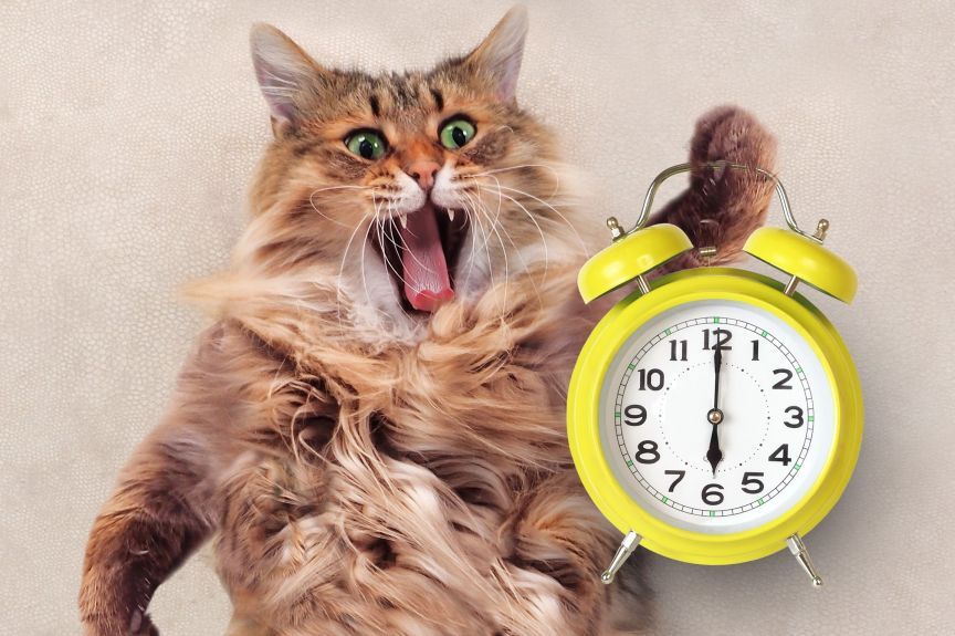 koty nie mają na nic czasu