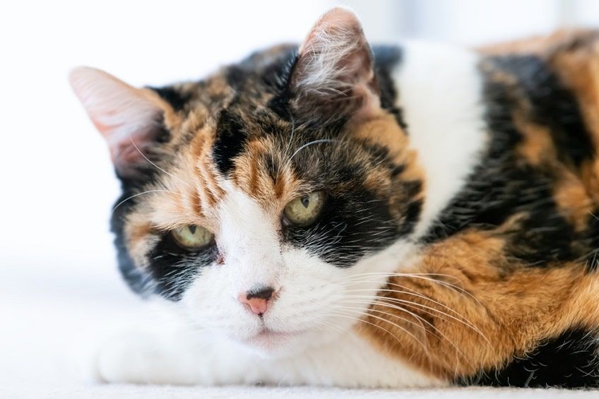 kot z chłoniakiem-min.jpg