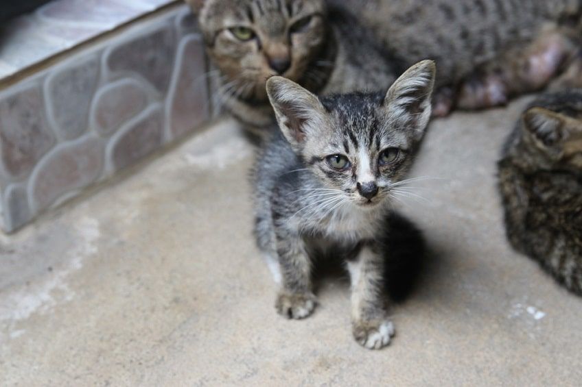 kot z chorą tarczycą-min.jpg