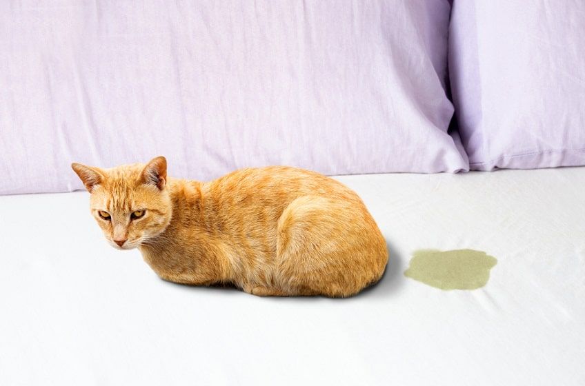 kot z chorym pęcherzem-min.jpg