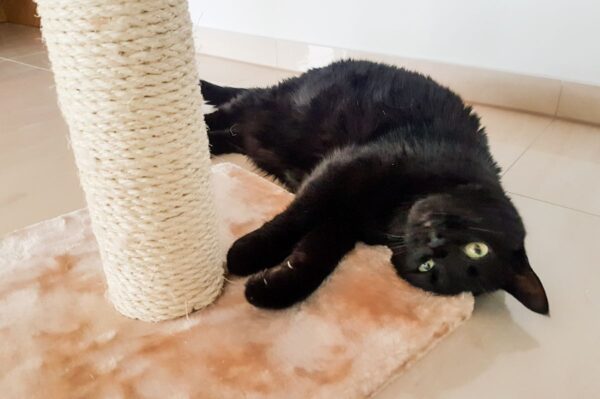 jak zachęcić kota do korzystania z drapaka