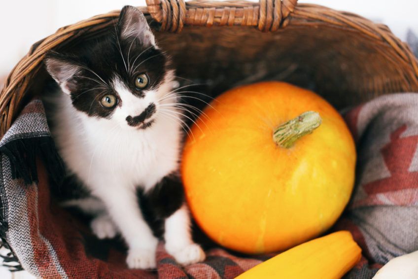 kot z dynią