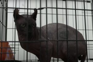 kot z gangsterskimi tatuażami