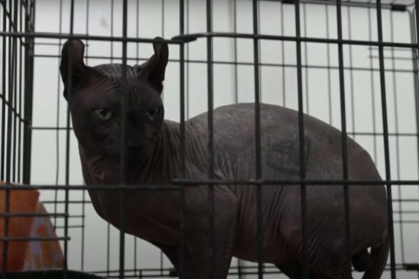 kot z gangsterskimi tatuażami