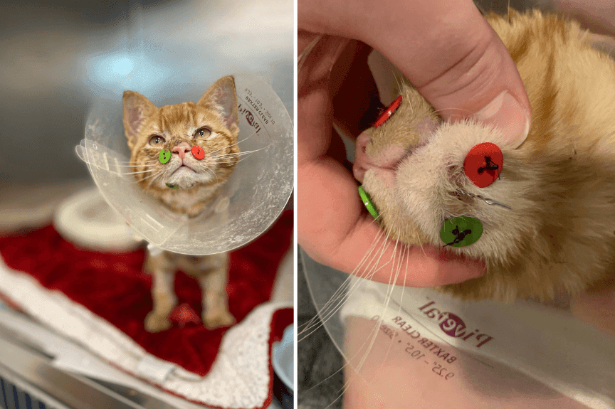 Juicebox, kot z guzikami