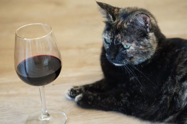 kot wie że jesteś pijany