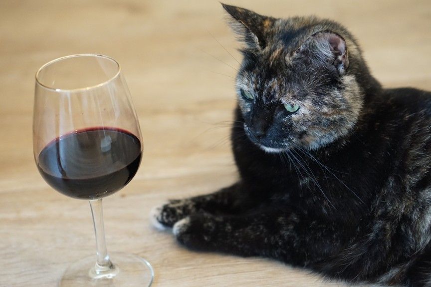 kot wie że jesteś pijany