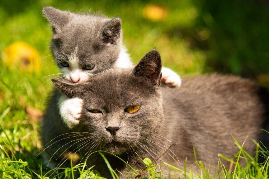 jakim ojcem jest kot