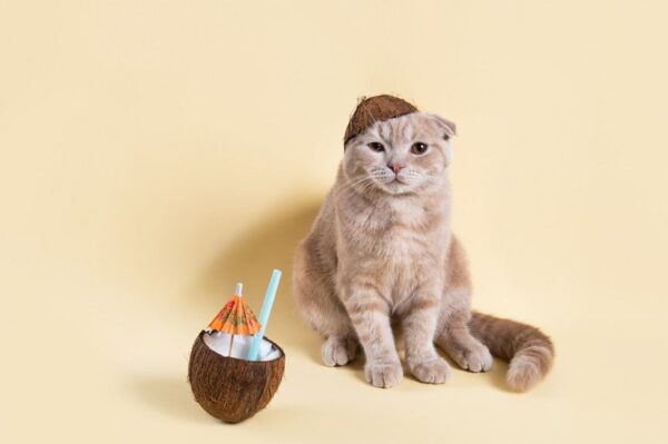 Olej kokosowy dla kota