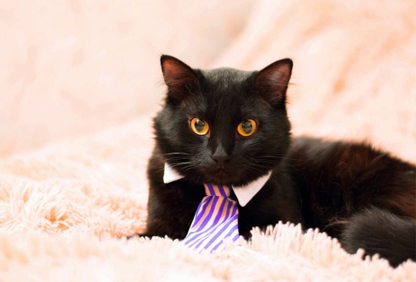 kot z krawatem