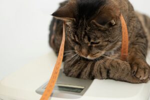 jak długo rośnie kot