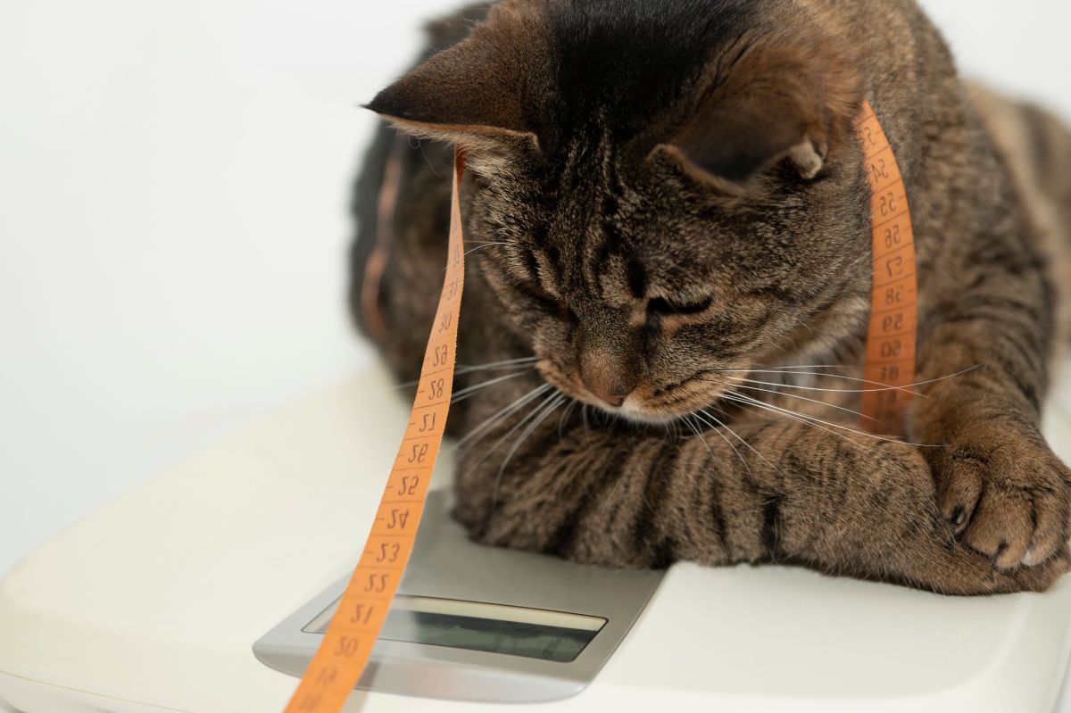 jak długo rośnie kot