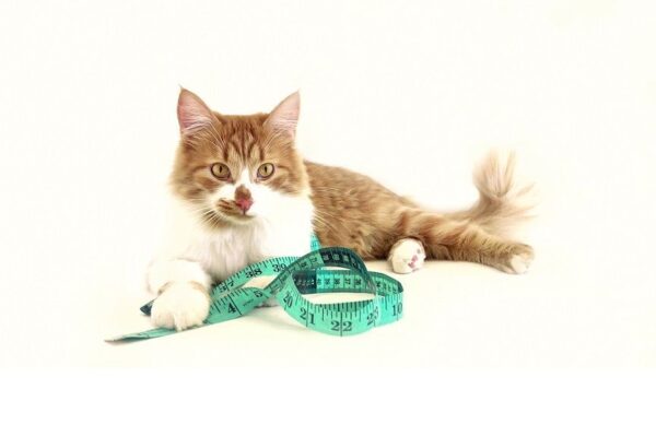 Skala bólu kotów zespół powstała po przeanalizowaniu grymasów na pyszczkach 70 kotów. Różniły się one pod względem rasy, wieku, wielkości...