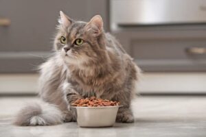 ciepłe czy zimne jedzenie dla kota