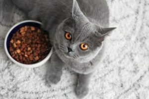 karmienie kota po kastracji