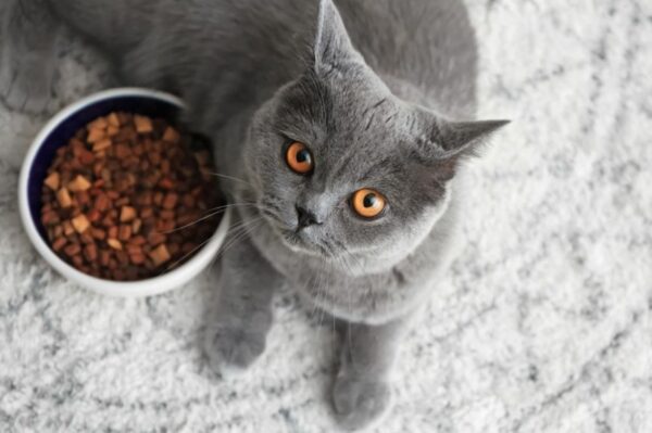 karmienie kota po kastracji